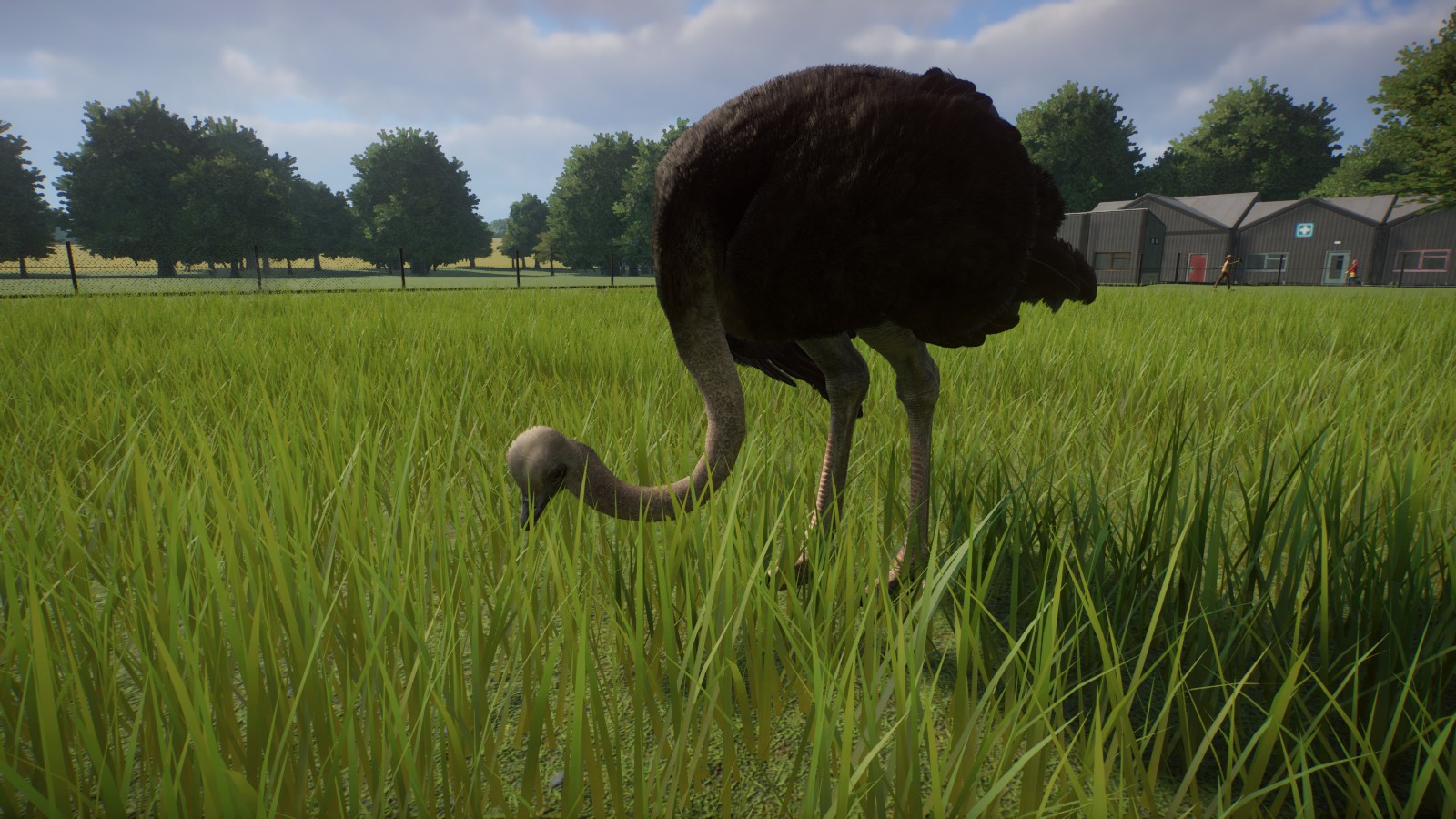 Ostrich