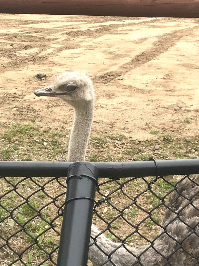 Ostrich