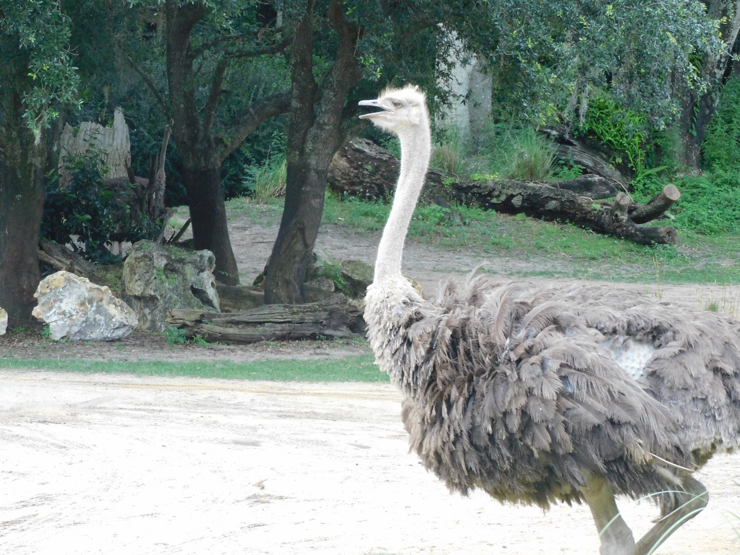Ostrich