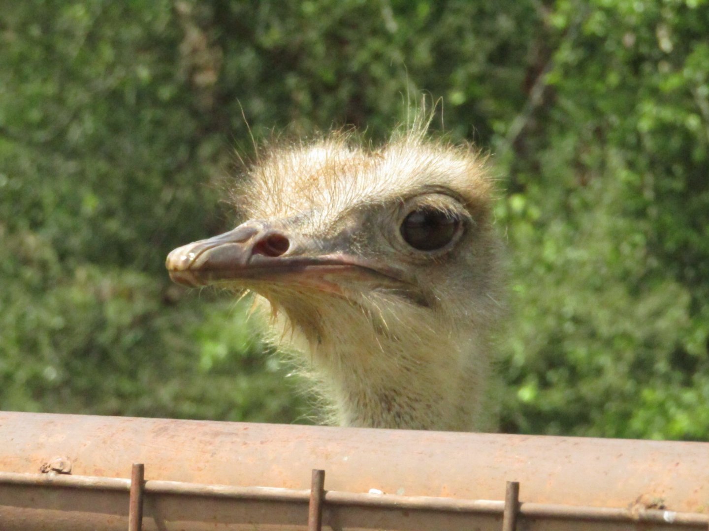 Ostrich