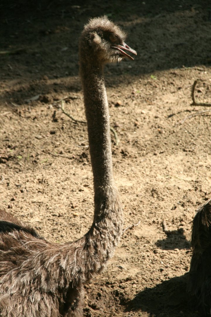 Ostrich