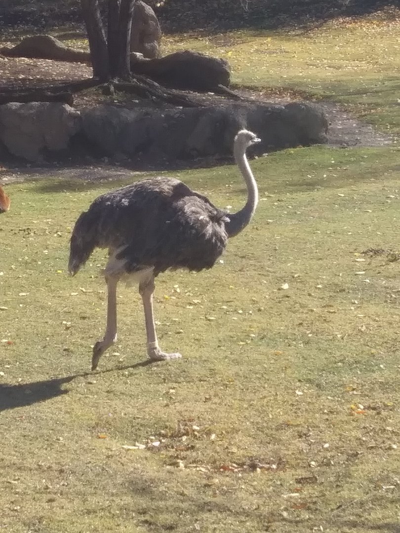 Ostrich