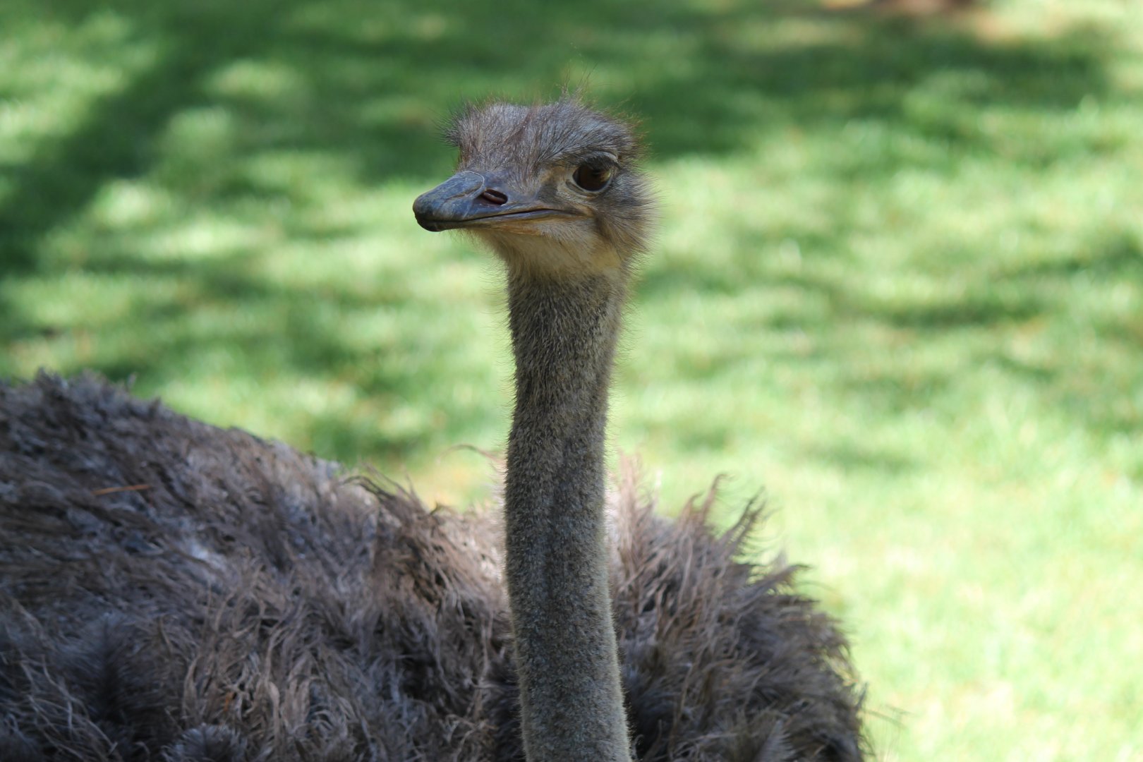 Ostrich