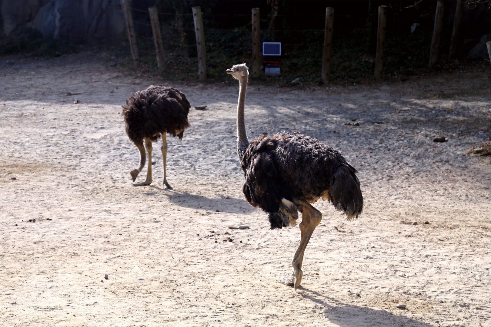 Ostrich