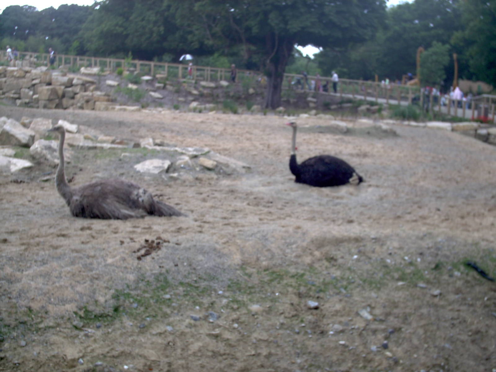Ostrich
