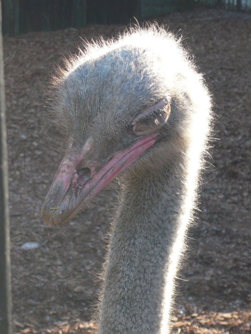 Ostrich