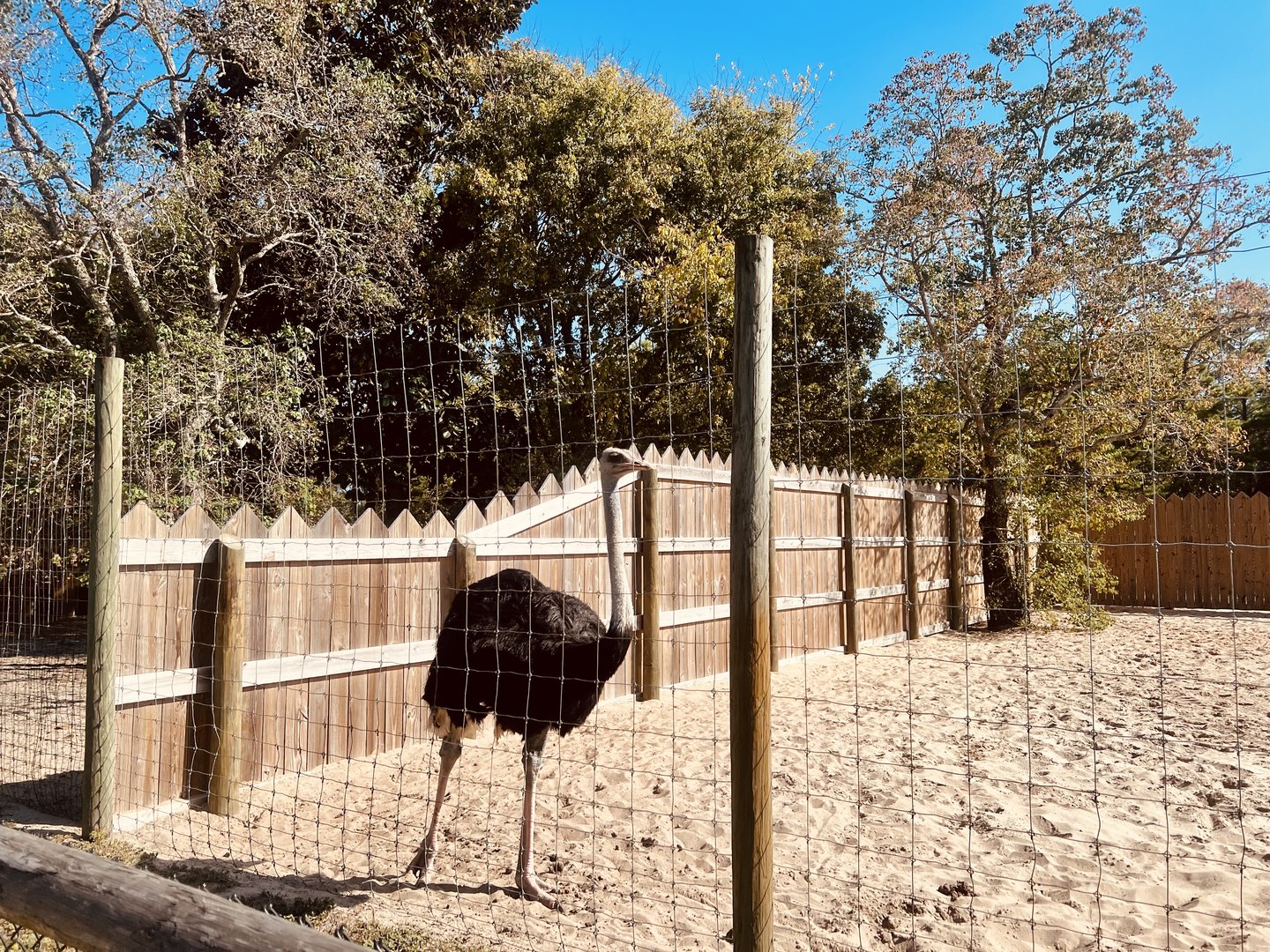 Ostrich