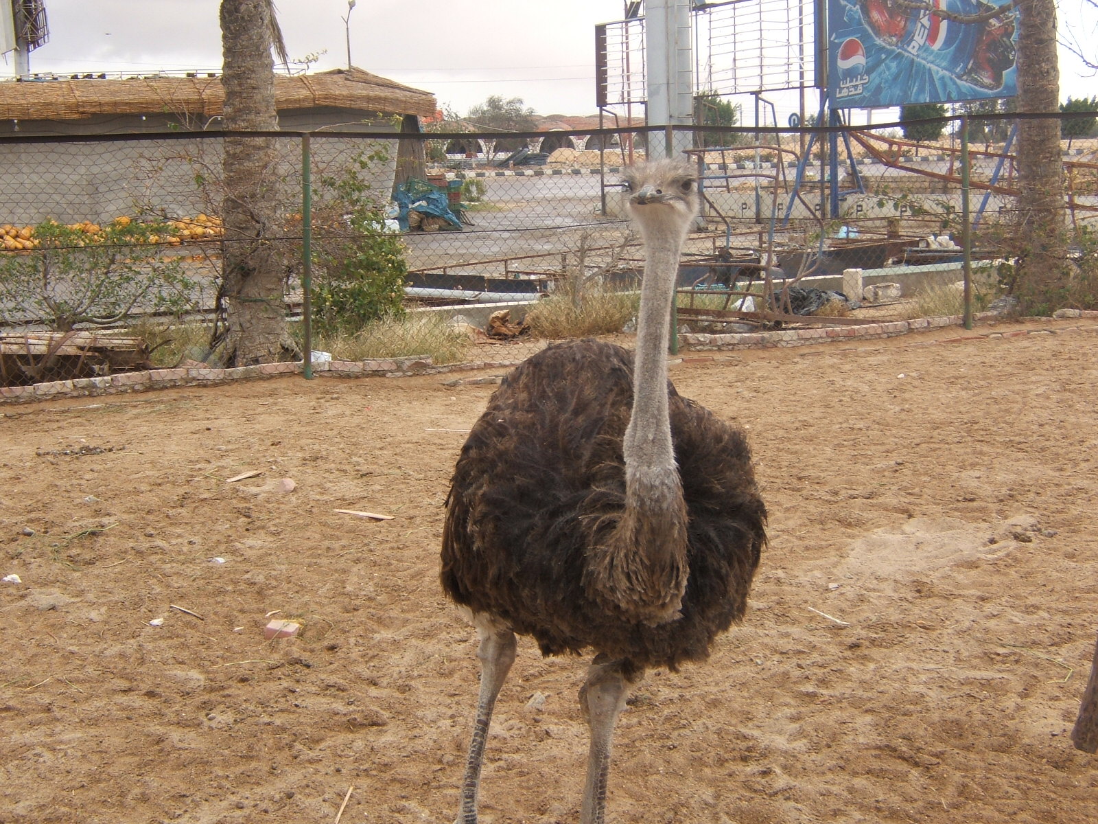 Ostrich
