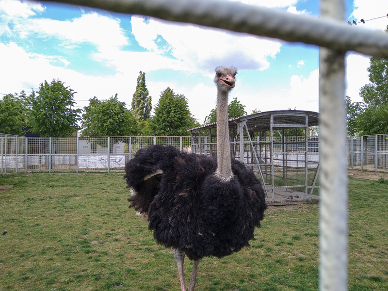 ostrich