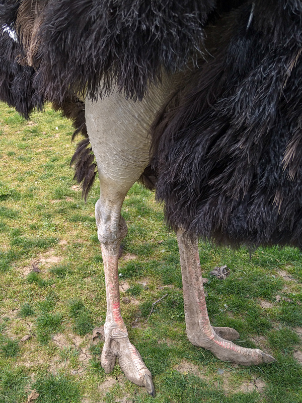 ostrich