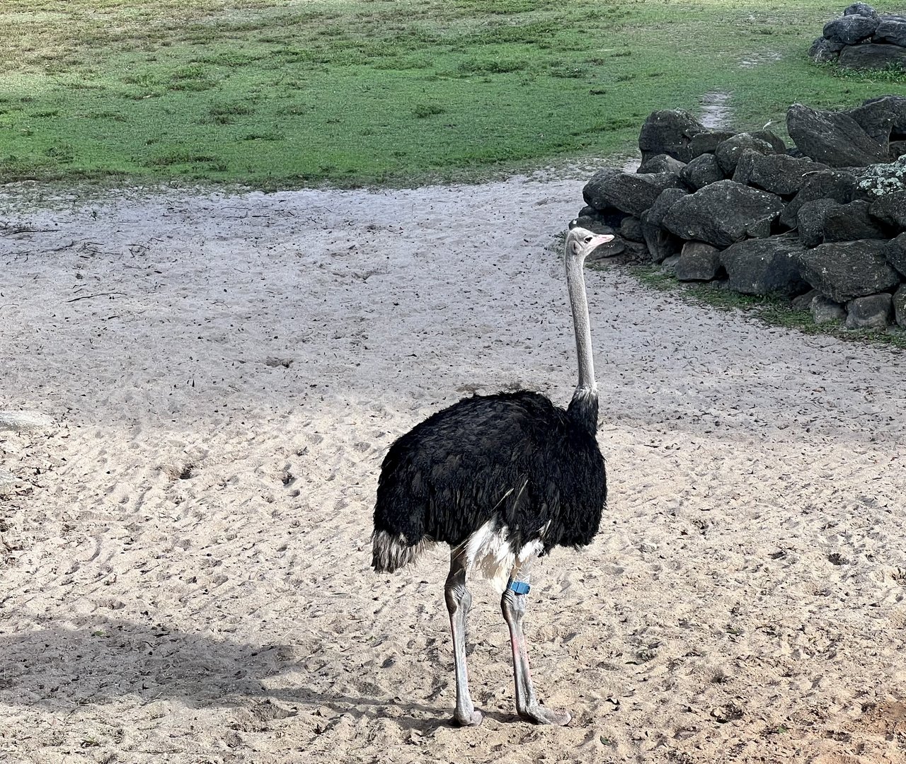 Ostrich