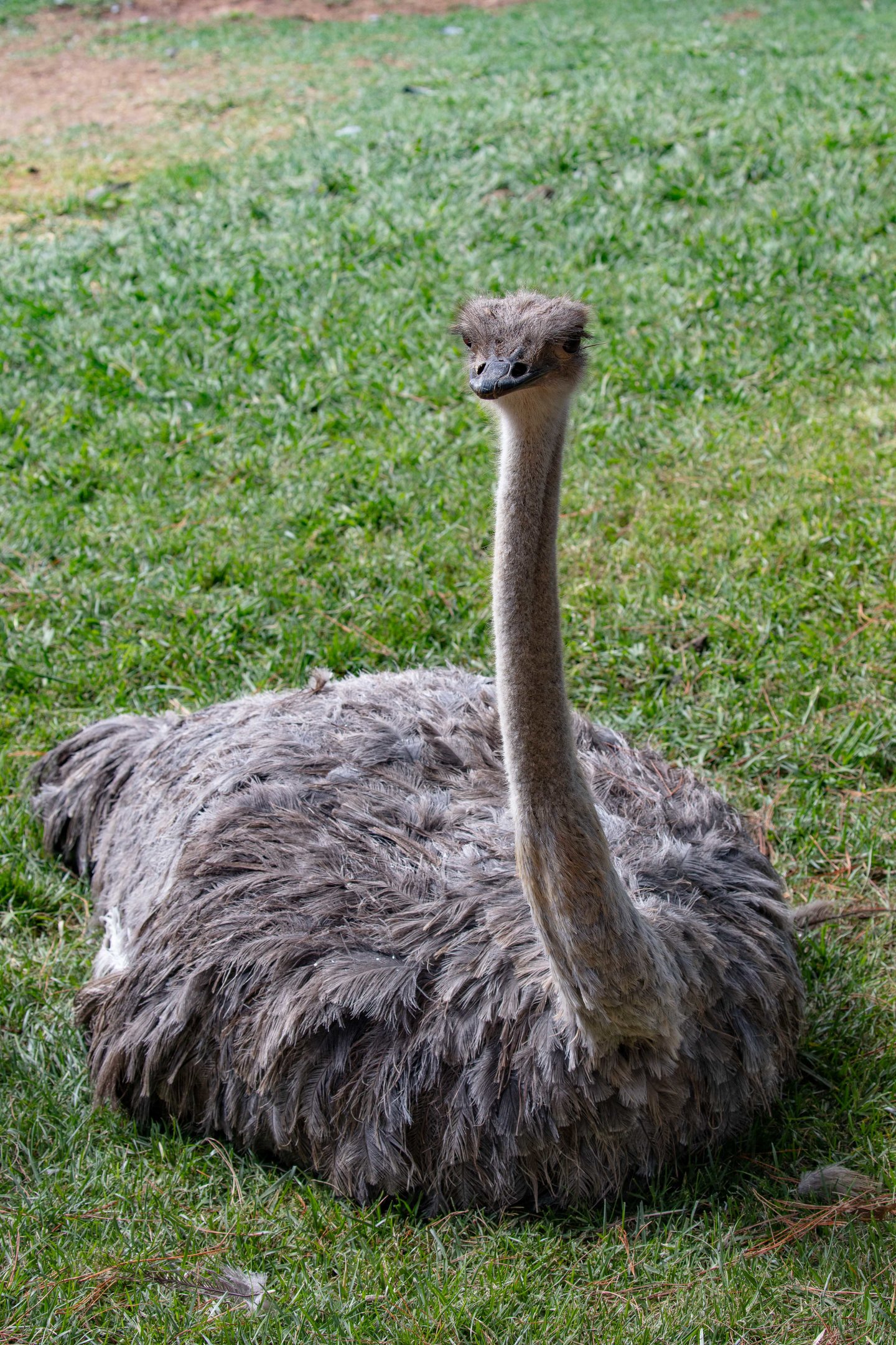 Ostrich