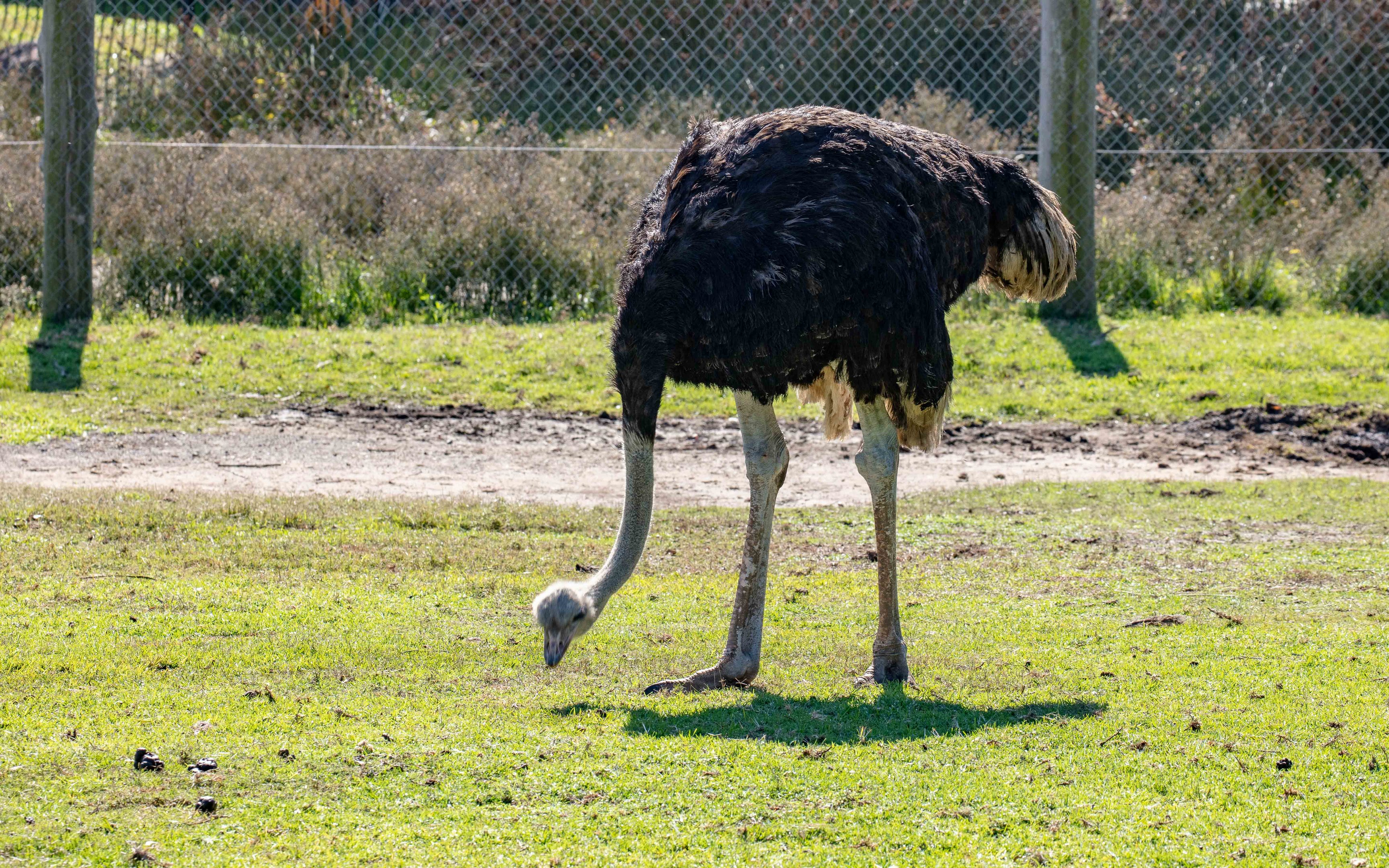 Ostrich