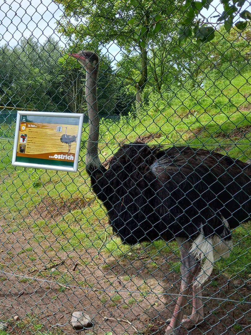 Ostrich