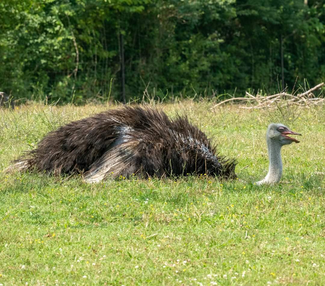 Ostrich