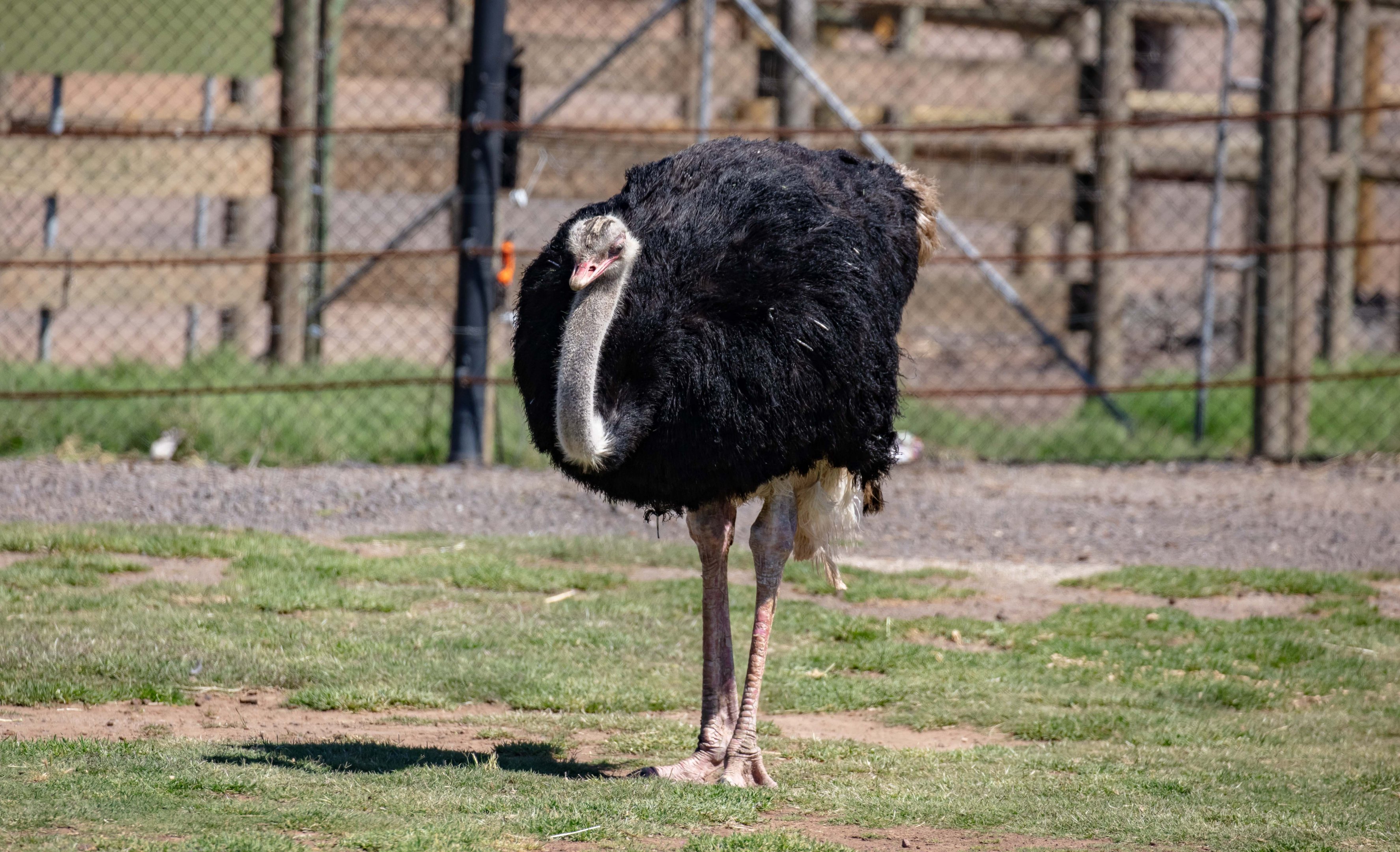 Ostrich