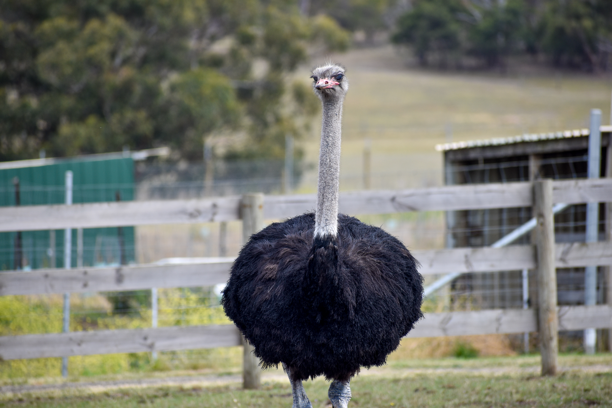 Ostrich
