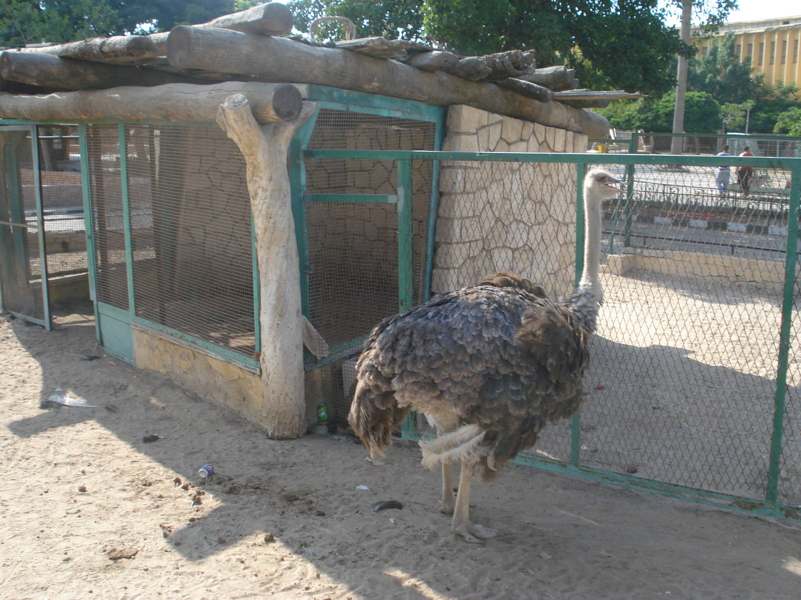 Ostrich