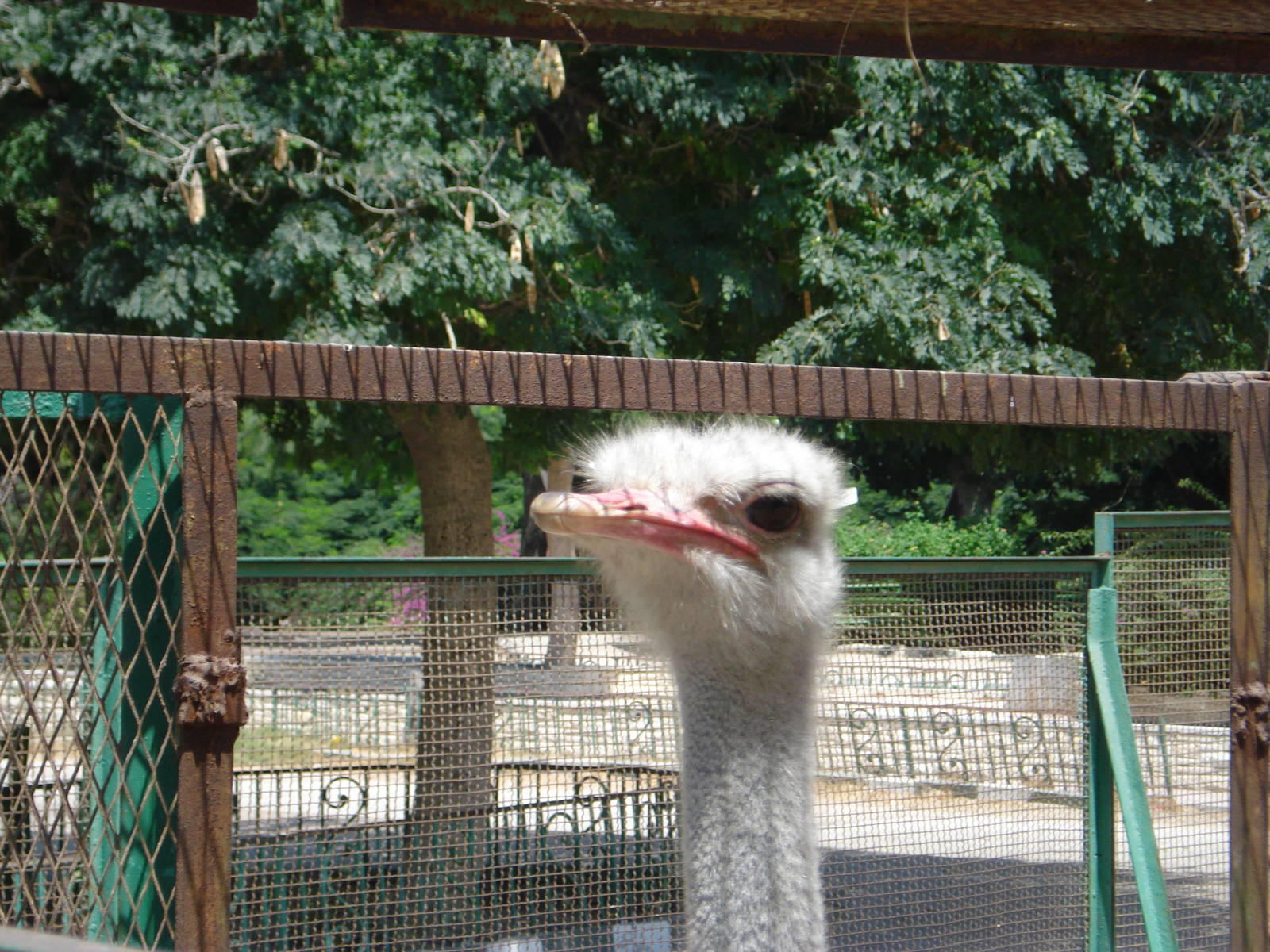 Ostrich