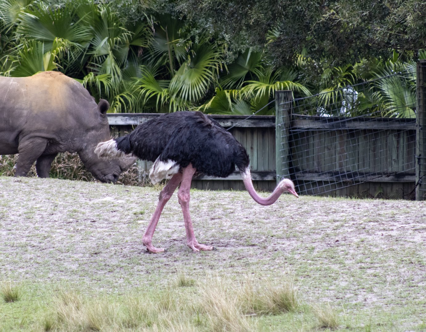 Ostrich