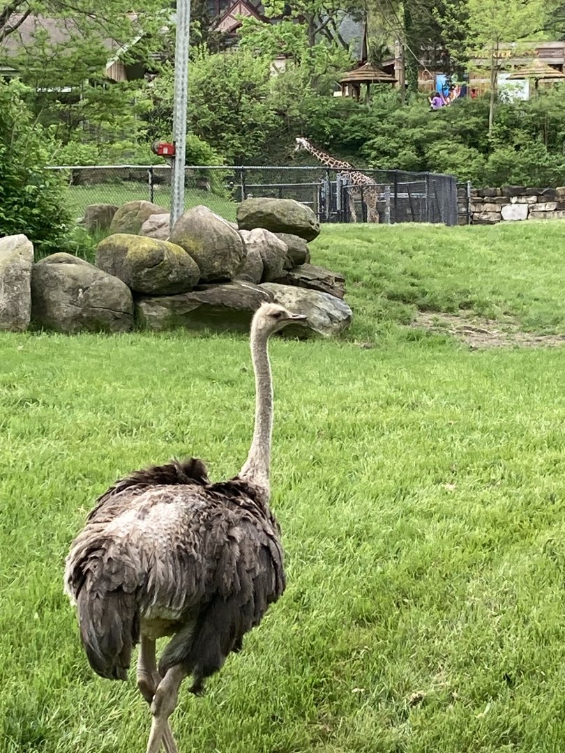 Ostrich