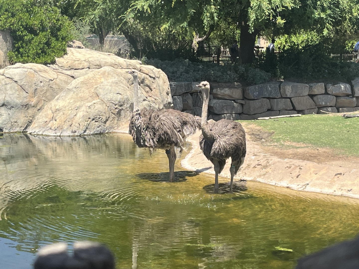 Ostrich