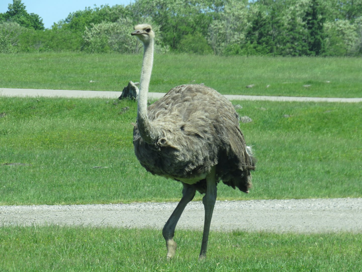 Ostrich