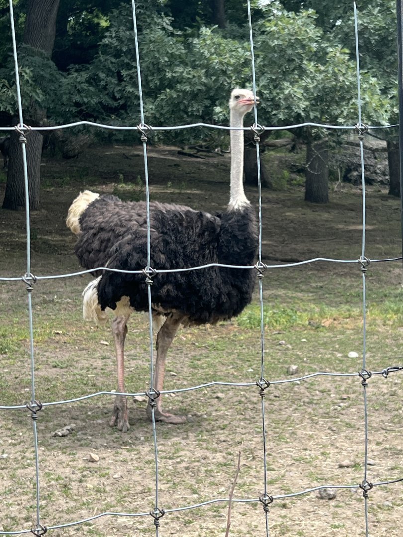 Ostrich