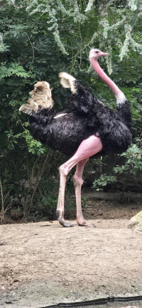 Ostrich