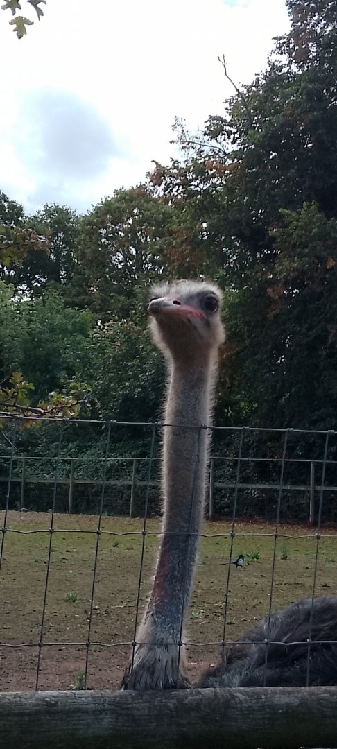 Ostrich
