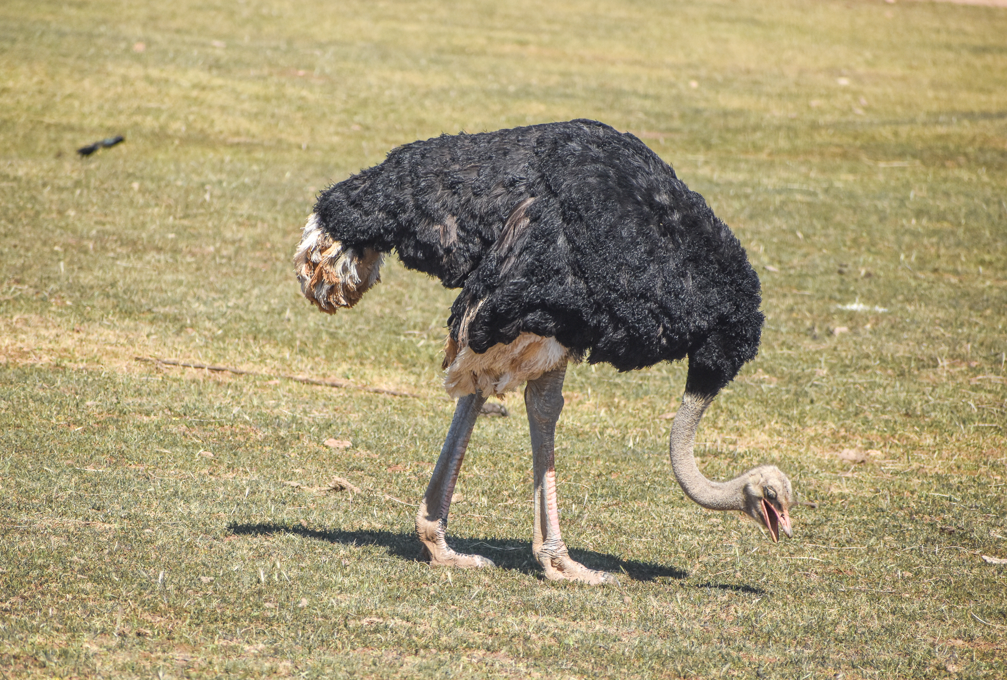 Ostrich