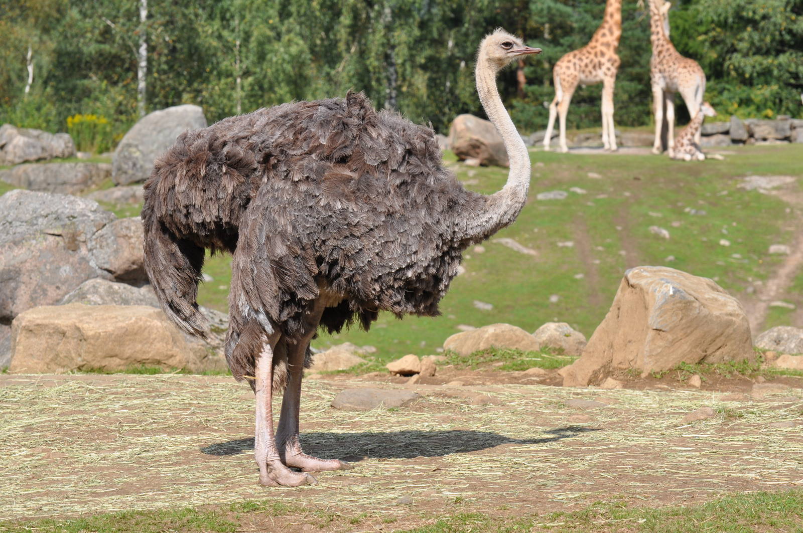 Ostrich