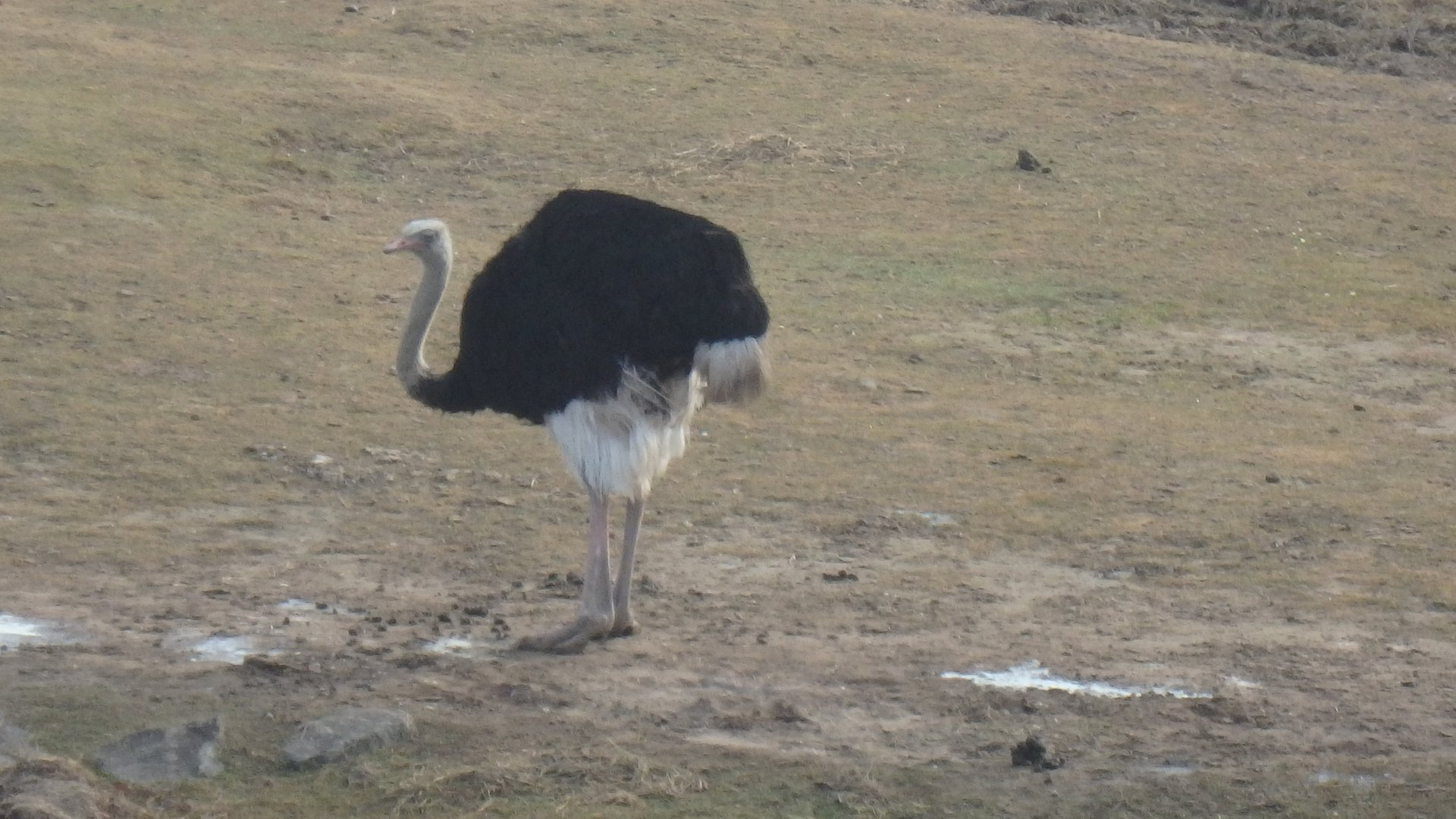Ostrich