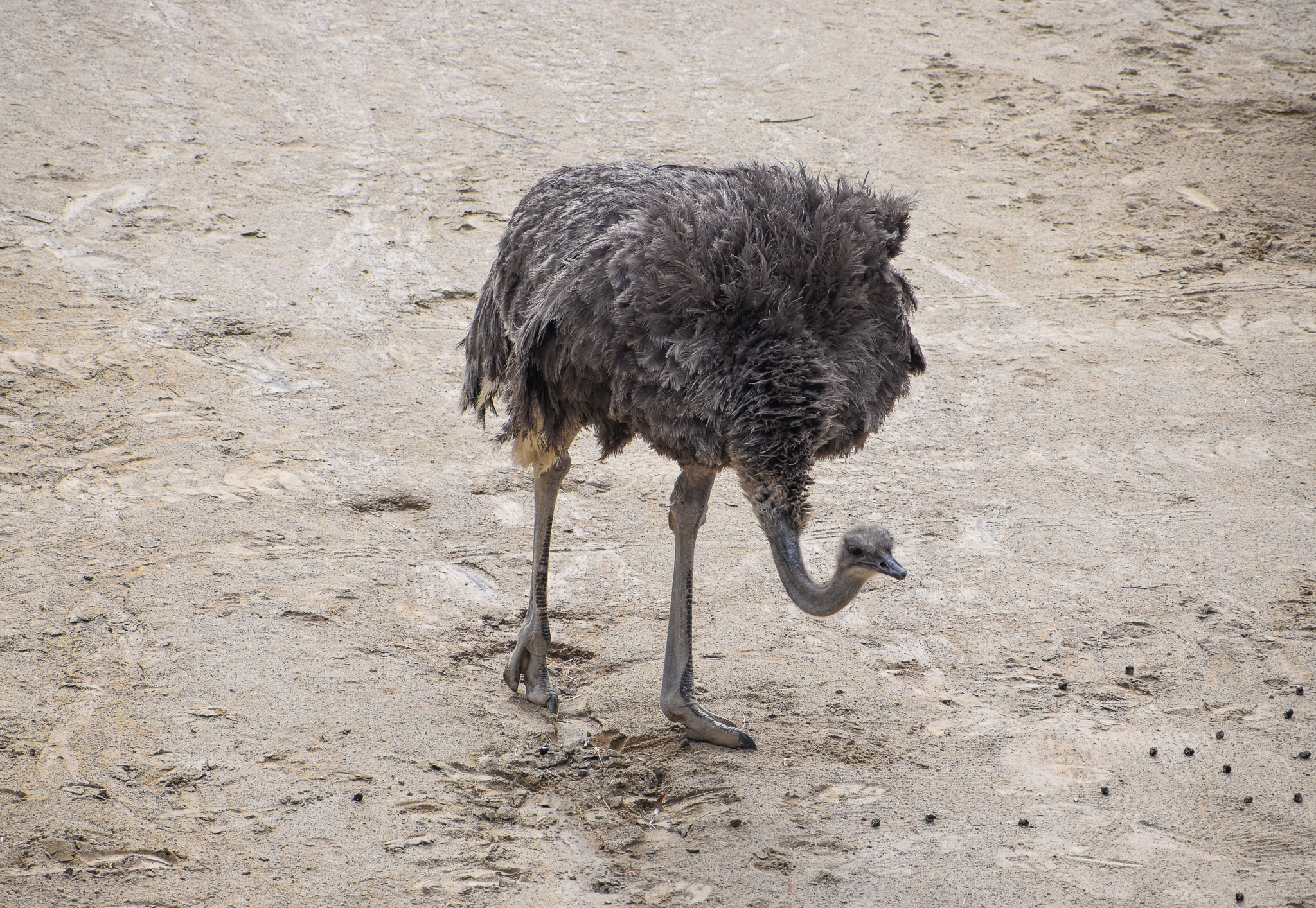 Ostrich
