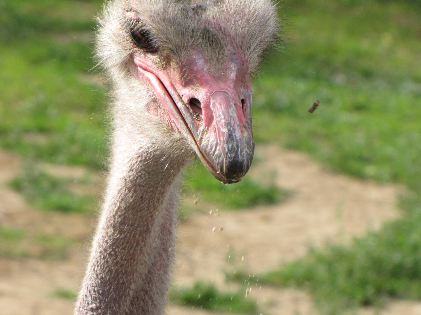 Ostrich