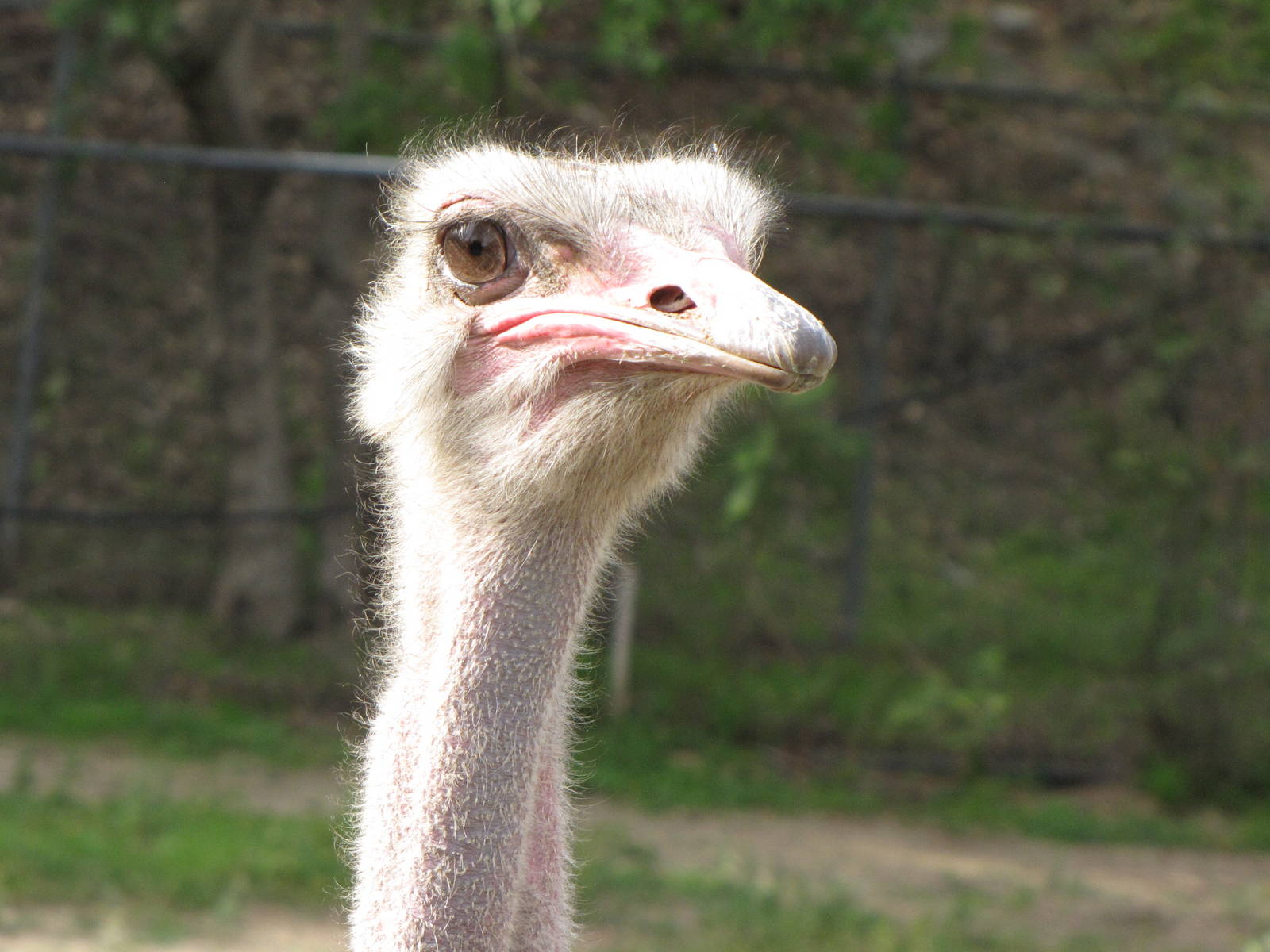 Ostrich