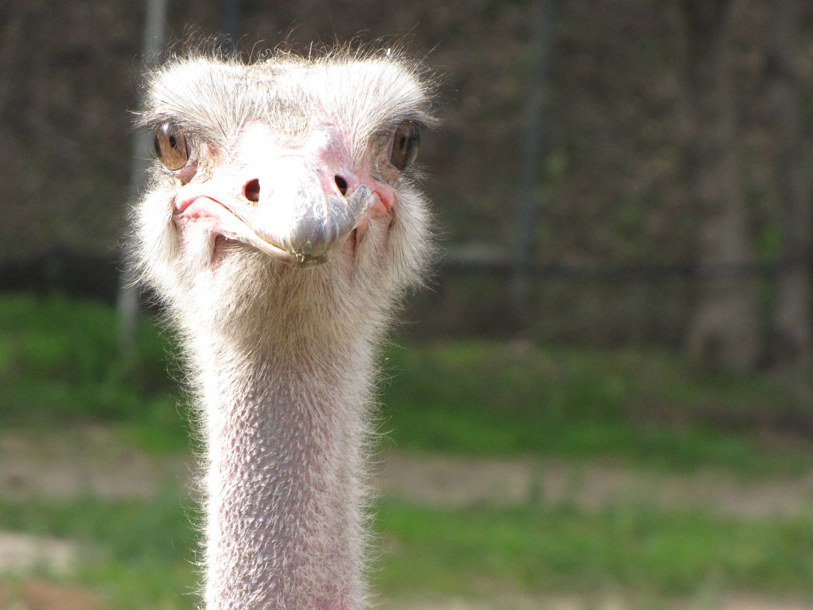 Ostrich