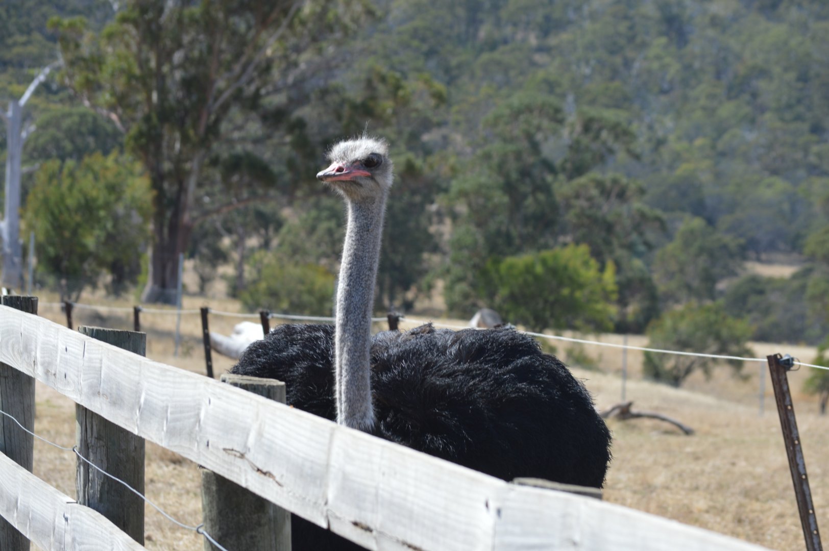 Ostrich