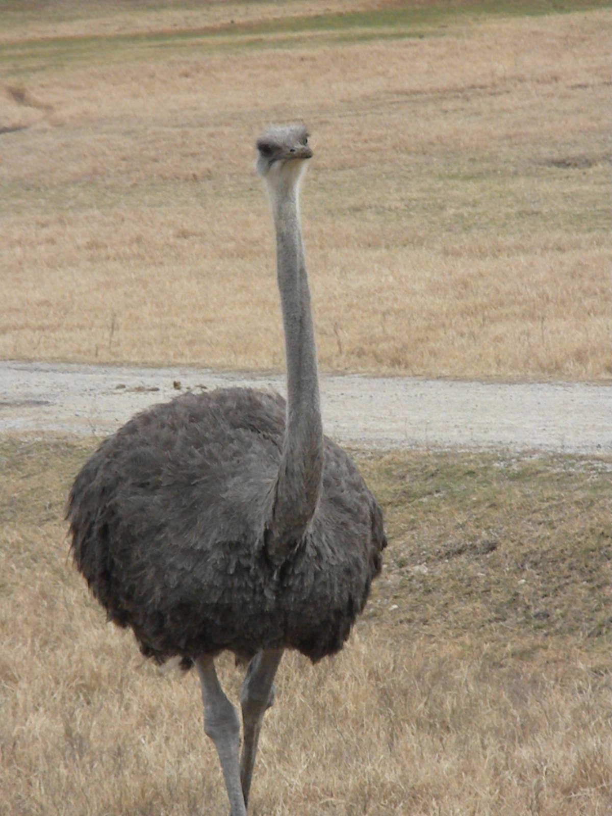 Ostrich