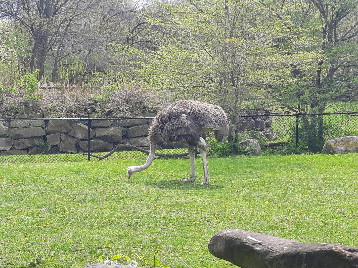 Ostrich