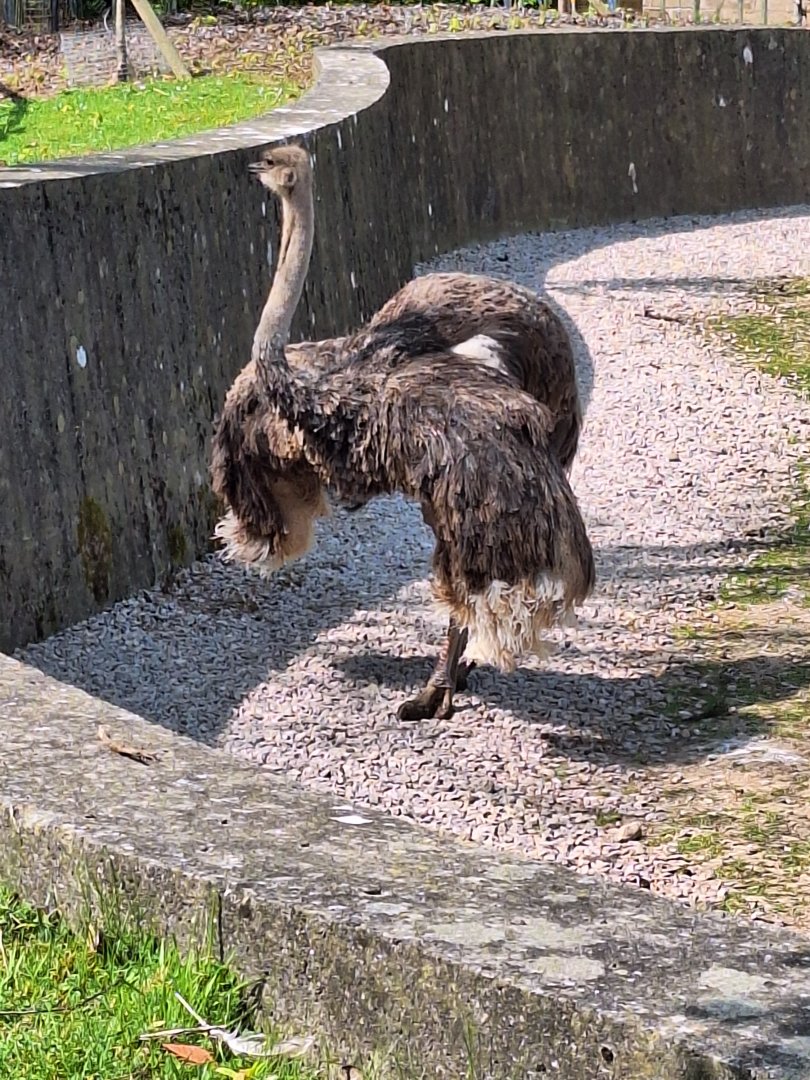 Ostrich