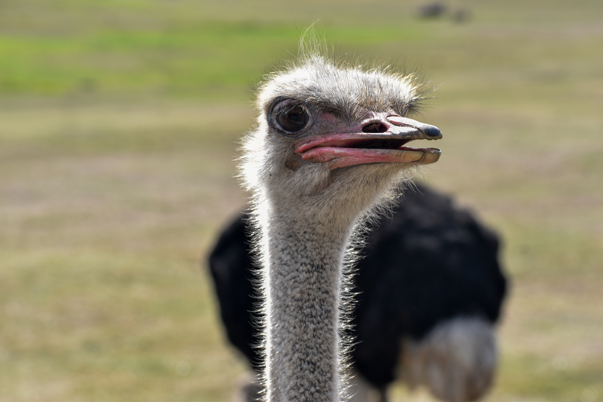 Ostrich