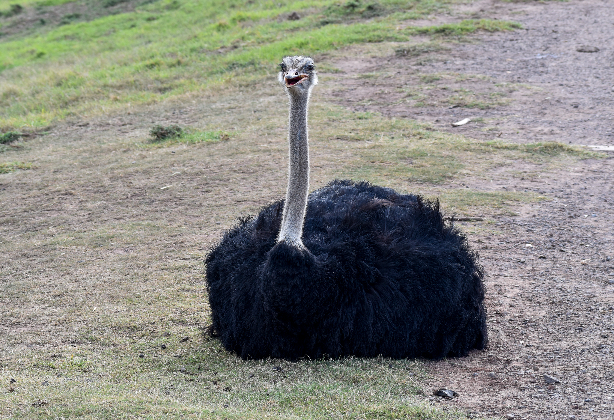 Ostrich
