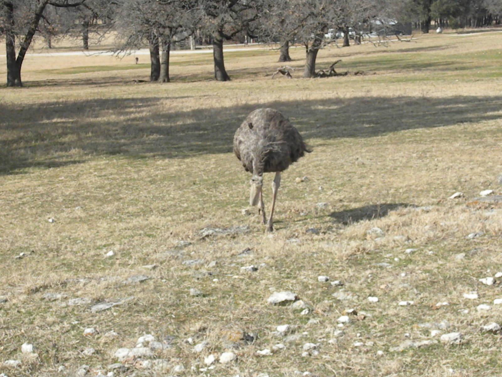 Ostrich