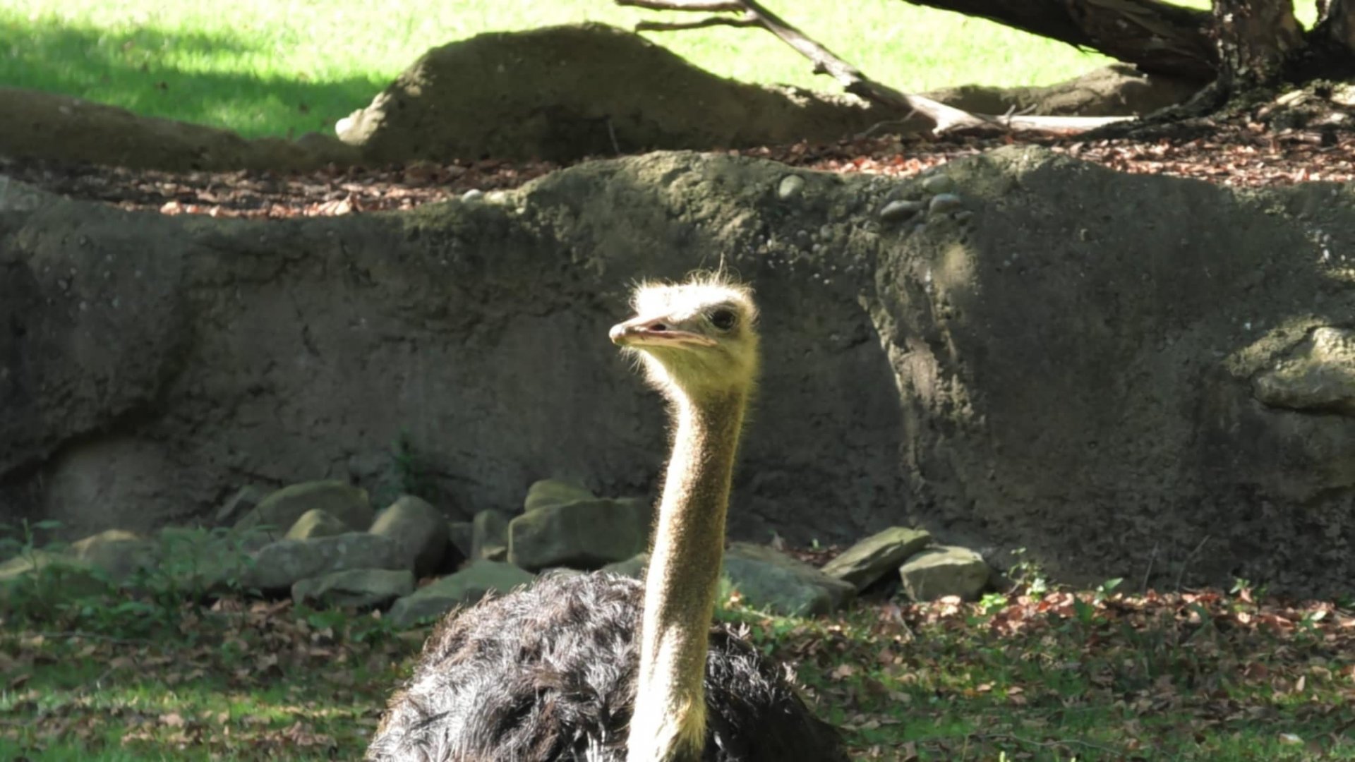 Ostrich