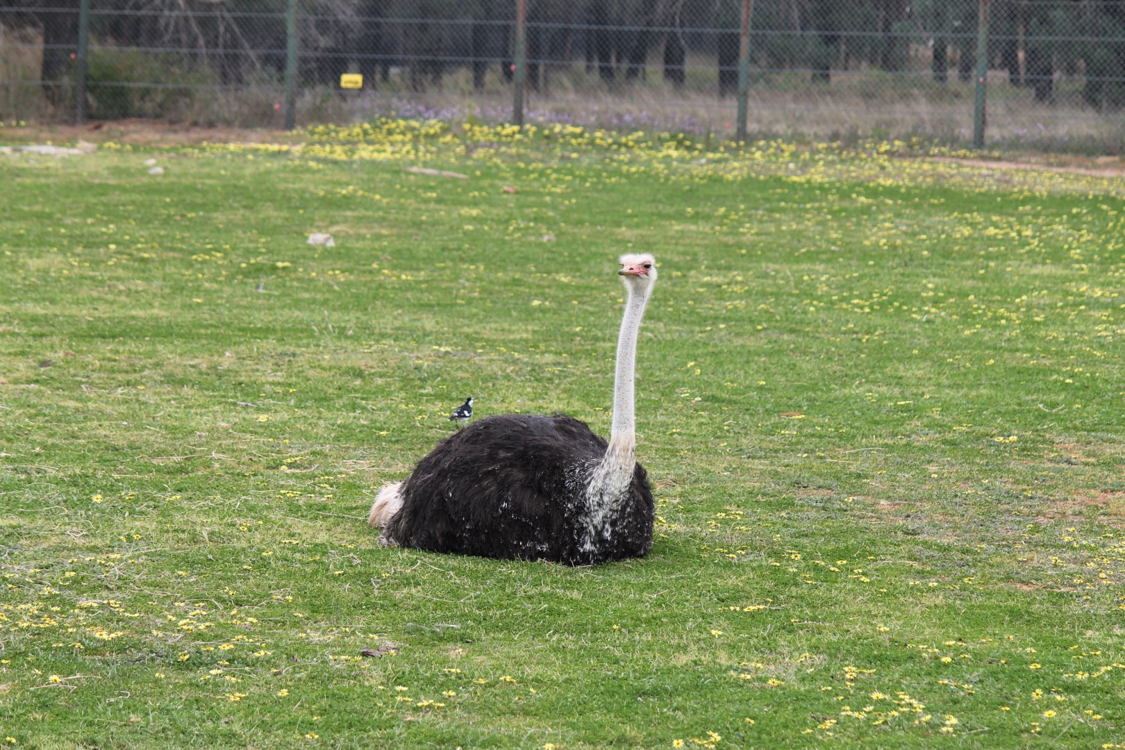 Ostrich