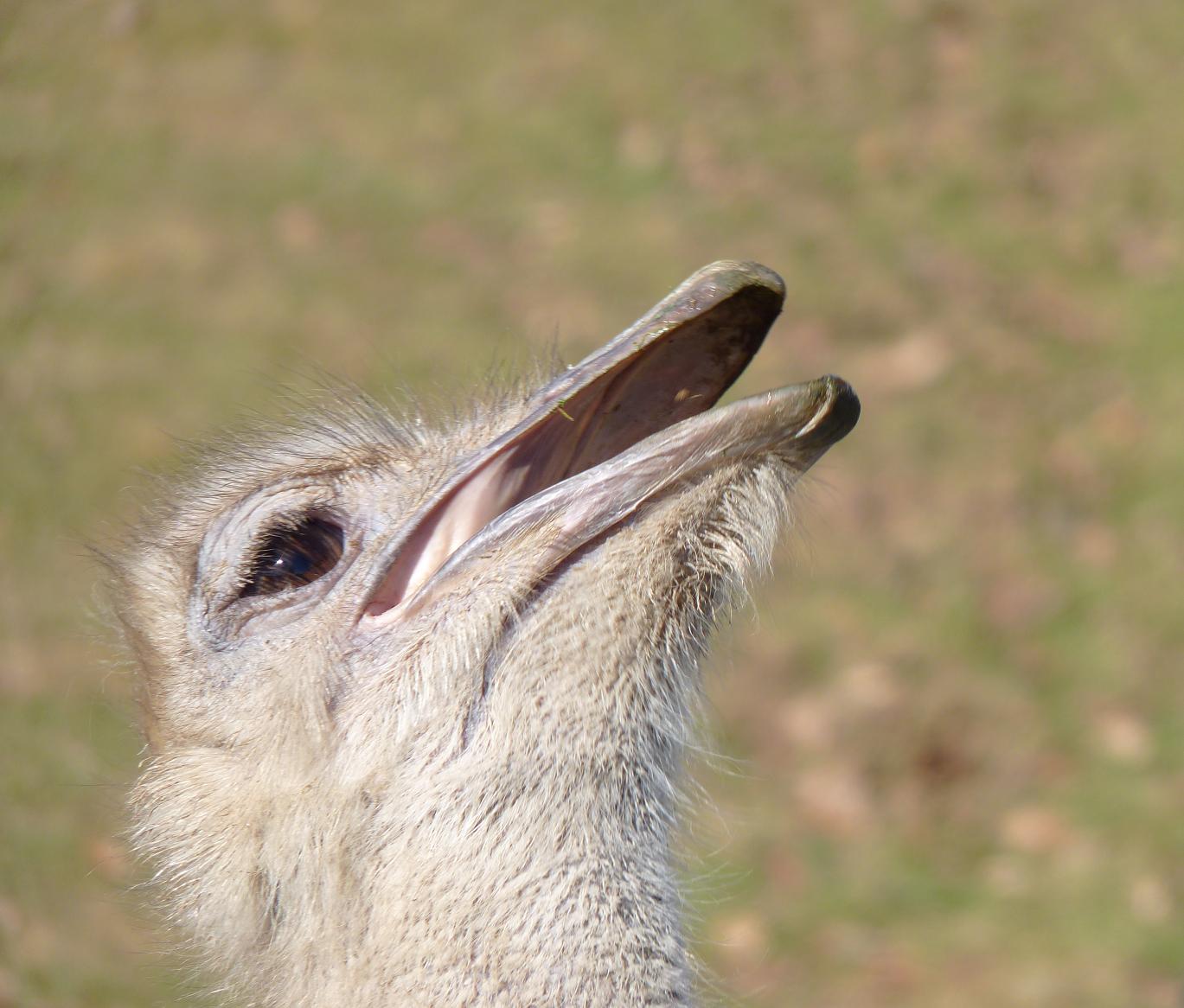 Ostrich