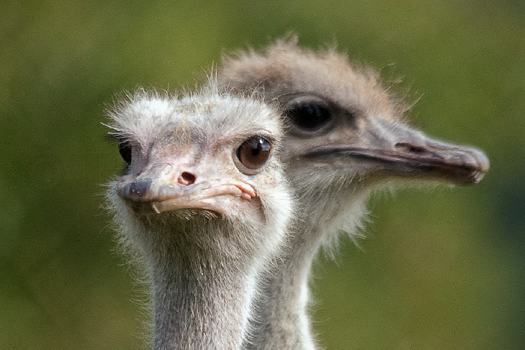 Ostrich