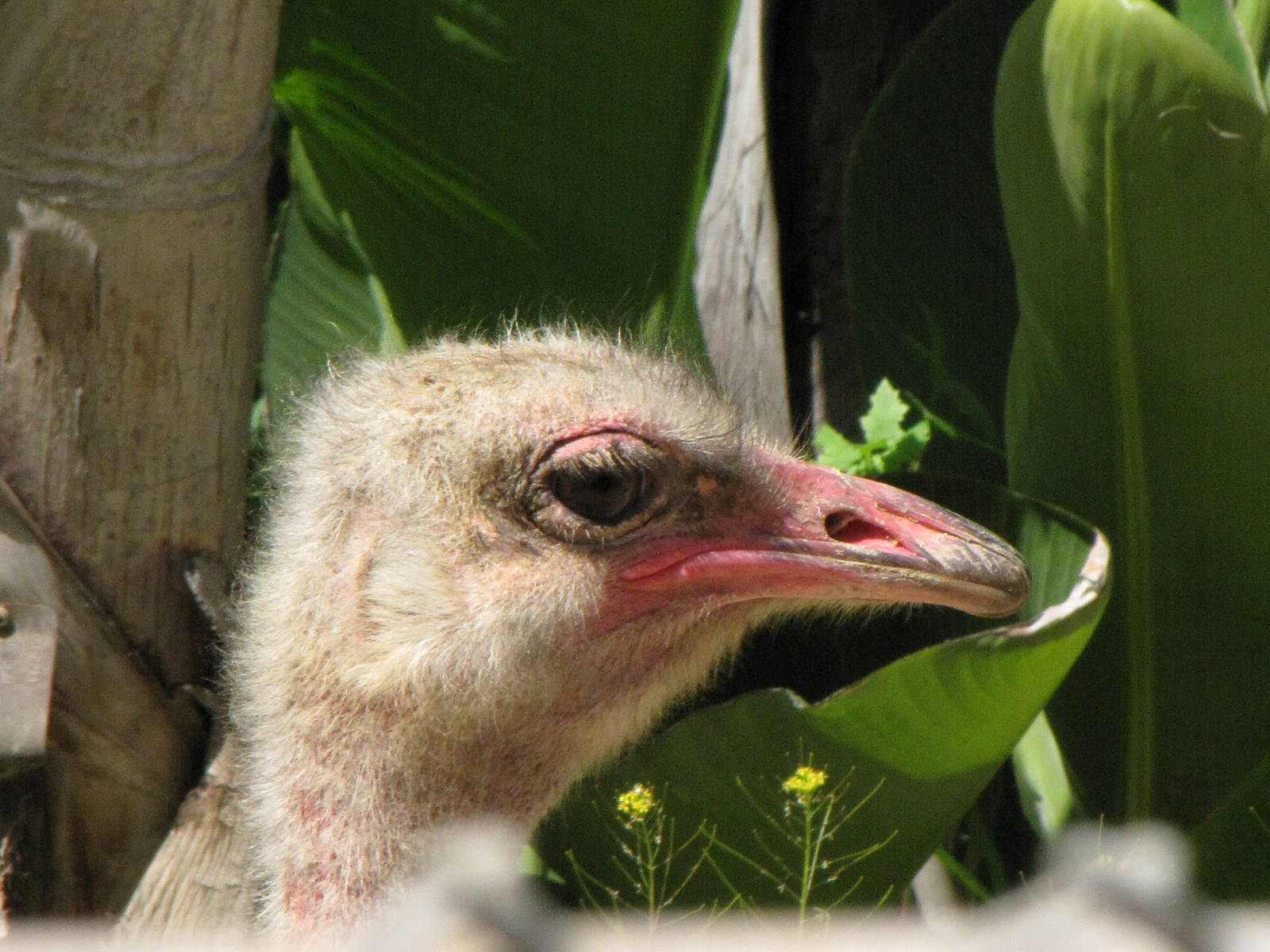 Ostrich