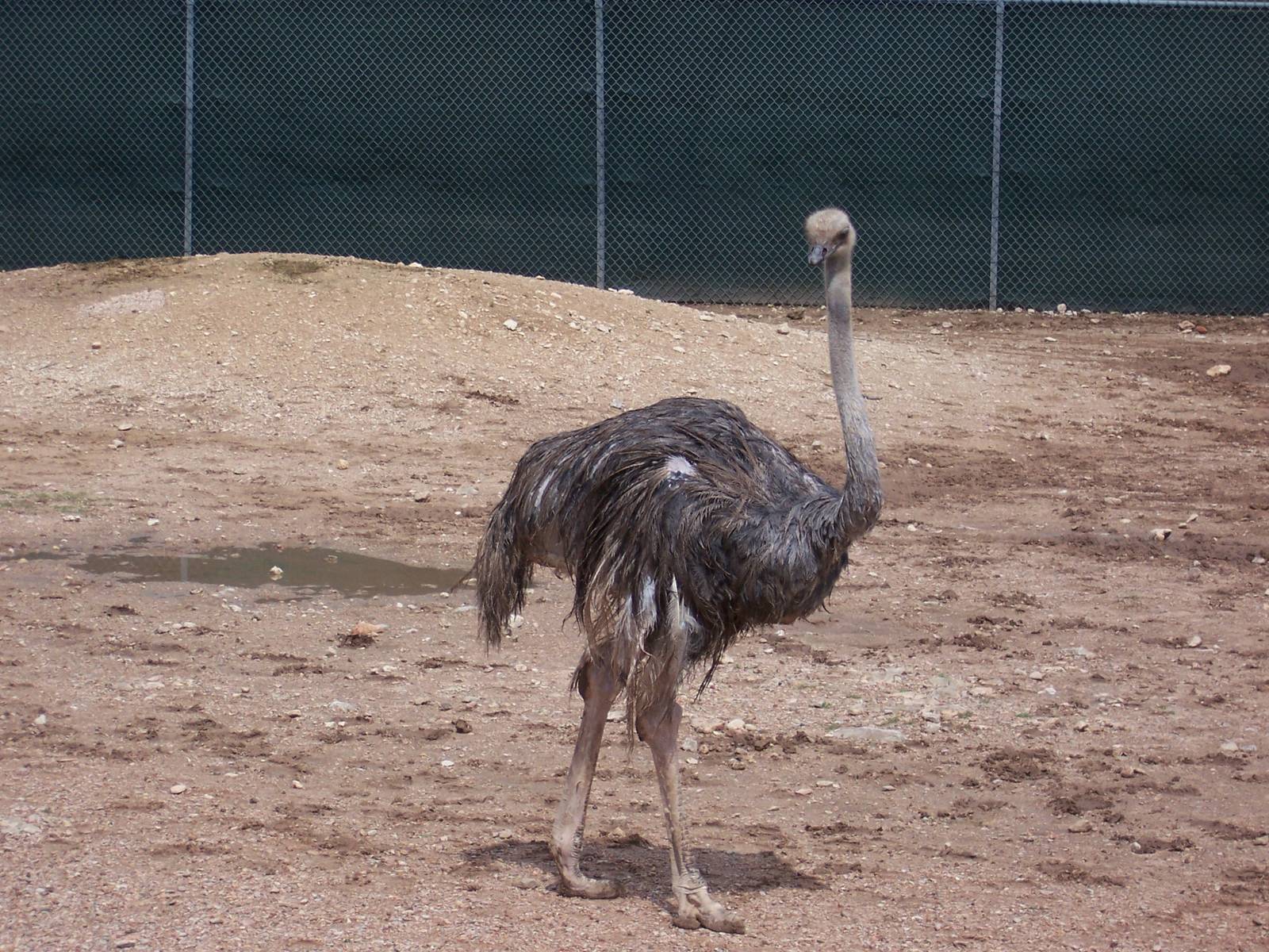 Ostrich